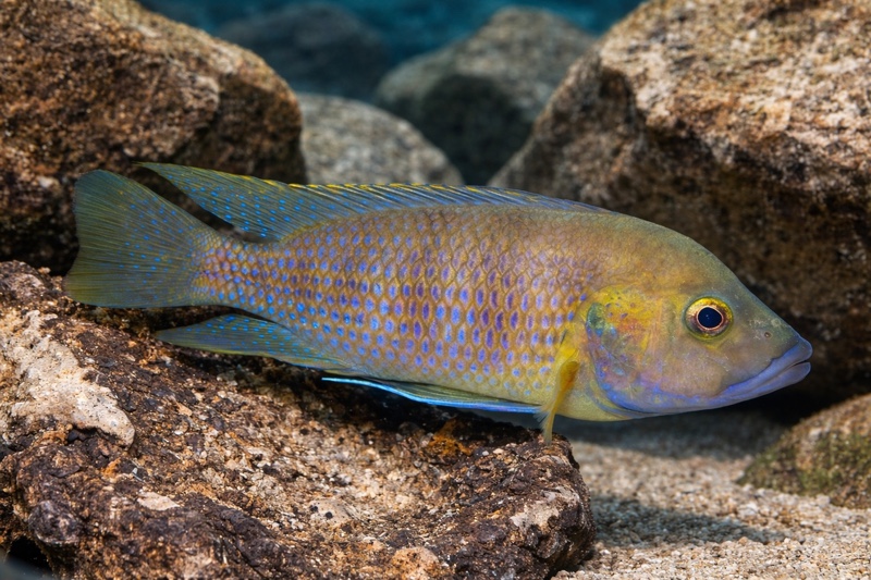 Trematochromis benthicola